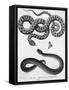 Engraved Illustration of 2 Snakes-null-Framed Stretched Canvas