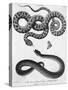 Engraved Illustration of 2 Snakes-null-Stretched Canvas