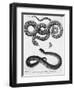 Engraved Illustration of 2 Snakes-null-Framed Giclee Print