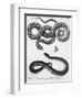 Engraved Illustration of 2 Snakes-null-Framed Giclee Print