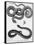 Engraved Illustration of 2 Snakes-null-Framed Stretched Canvas