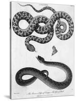 Engraved Illustration of 2 Snakes-null-Stretched Canvas