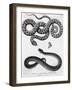 Engraved Illustration of 2 Snakes-null-Framed Giclee Print