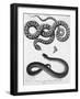 Engraved Illustration of 2 Snakes-null-Framed Giclee Print