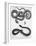 Engraved Illustration of 2 Snakes-null-Framed Giclee Print