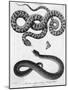 Engraved Illustration of 2 Snakes-null-Mounted Giclee Print