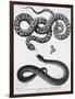 Engraved Illustration of 2 Snakes-null-Framed Giclee Print