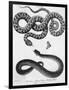 Engraved Illustration of 2 Snakes-null-Framed Giclee Print