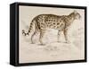 Engraving of a Chati from The Naturalist's Library Mammalia-null-Framed Stretched Canvas