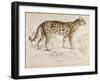 Engraving of a Chati from The Naturalist's Library Mammalia-null-Framed Photographic Print