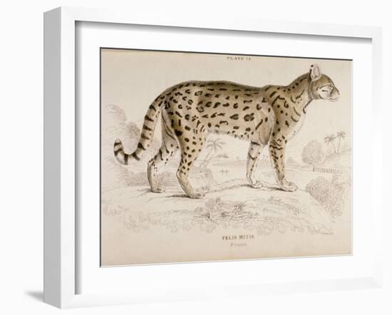 Engraving of a Chati from The Naturalist's Library Mammalia-null-Framed Photographic Print