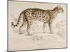 Engraving of a Chati from The Naturalist's Library Mammalia-null-Mounted Photographic Print