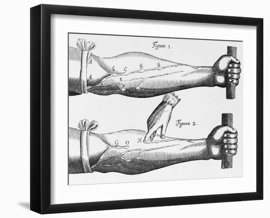 Engraving of a Circulation Experiment-William Harvey-Framed Giclee Print