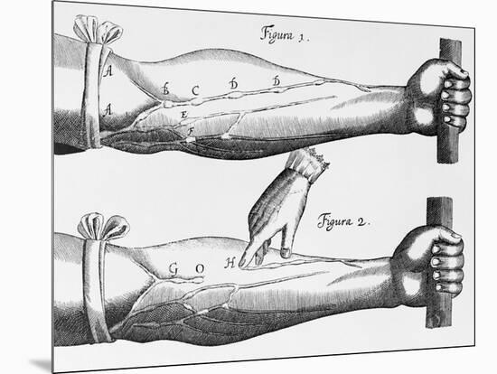 Engraving of a Circulation Experiment-William Harvey-Mounted Giclee Print