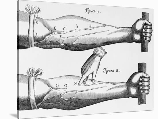 Engraving of a Circulation Experiment-William Harvey-Stretched Canvas