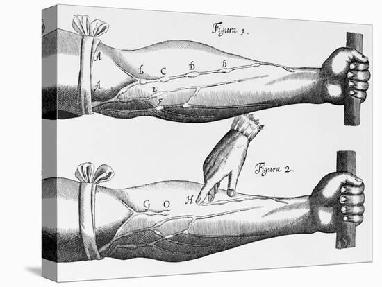 Engraving of a Circulation Experiment-William Harvey-Stretched Canvas