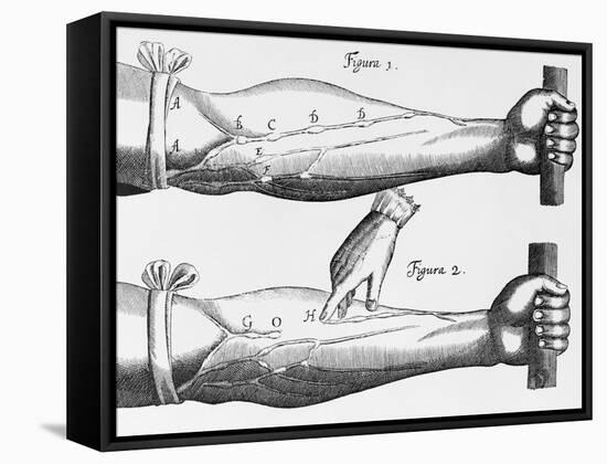 Engraving of a Circulation Experiment-William Harvey-Framed Stretched Canvas