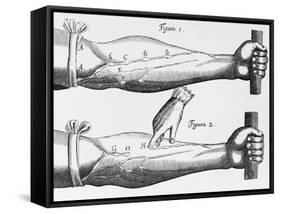 Engraving of a Circulation Experiment-William Harvey-Framed Stretched Canvas