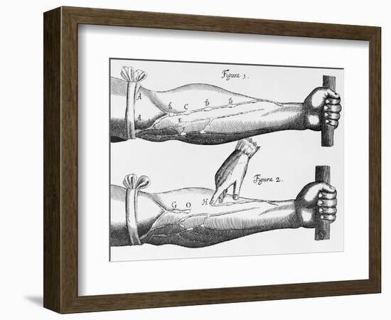 Engraving of a Circulation Experiment-William Harvey-Framed Giclee Print