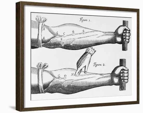 Engraving of a Circulation Experiment-William Harvey-Framed Giclee Print