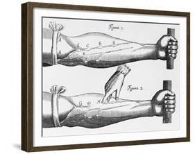 Engraving of a Circulation Experiment-William Harvey-Framed Giclee Print