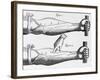 Engraving of a Circulation Experiment-William Harvey-Framed Giclee Print