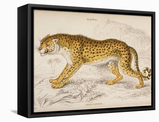 Engraving of a Hunting Leopard from The Naturalist's Library Mammalia-null-Framed Stretched Canvas