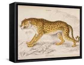 Engraving of a Hunting Leopard from The Naturalist's Library Mammalia-null-Framed Stretched Canvas