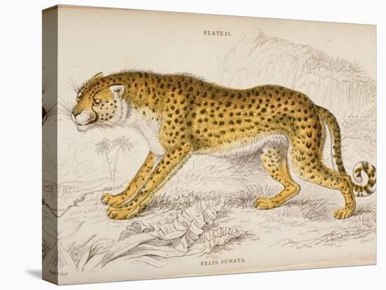 Engraving of a Hunting Leopard from The Naturalist's Library Mammalia-null-Stretched Canvas