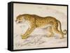 Engraving of a Hunting Leopard from The Naturalist's Library Mammalia-null-Framed Stretched Canvas