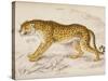 Engraving of a Hunting Leopard from The Naturalist's Library Mammalia-null-Stretched Canvas