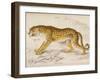 Engraving of a Hunting Leopard from The Naturalist's Library Mammalia-null-Framed Photographic Print