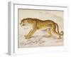 Engraving of a Hunting Leopard from The Naturalist's Library Mammalia-null-Framed Photographic Print