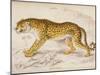 Engraving of a Hunting Leopard from The Naturalist's Library Mammalia-null-Mounted Photographic Print