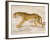 Engraving of a Hunting Leopard from The Naturalist's Library Mammalia-null-Framed Photographic Print