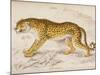 Engraving of a Hunting Leopard from The Naturalist's Library Mammalia-null-Mounted Photographic Print