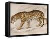 Engraving of a Jaguar from The Naturalist's Library Mammalia-null-Framed Stretched Canvas