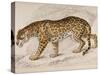 Engraving of a Jaguar from The Naturalist's Library Mammalia-null-Stretched Canvas