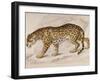 Engraving of a Jaguar from The Naturalist's Library Mammalia-null-Framed Photographic Print