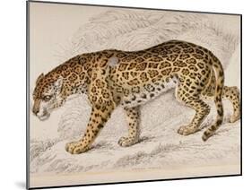Engraving of a Jaguar from The Naturalist's Library Mammalia-null-Mounted Photographic Print