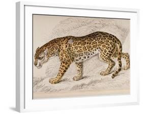 Engraving of a Jaguar from The Naturalist's Library Mammalia-null-Framed Photographic Print