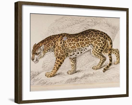 Engraving of a Jaguar from The Naturalist's Library Mammalia-null-Framed Photographic Print