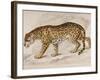 Engraving of a Jaguar from The Naturalist's Library Mammalia-null-Framed Photographic Print
