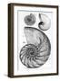 Engraving of a Nautilus And An Ammonite-Middle Temple Library-Framed Premium Photographic Print