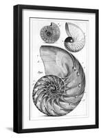 Engraving of a Nautilus And An Ammonite-Middle Temple Library-Framed Premium Photographic Print