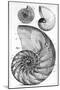 Engraving of a Nautilus And An Ammonite-Middle Temple Library-Mounted Premium Photographic Print