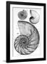 Engraving of a Nautilus And An Ammonite-Middle Temple Library-Framed Photographic Print