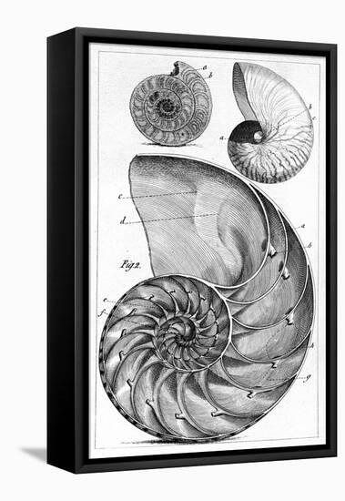 Engraving of a Nautilus And An Ammonite-Middle Temple Library-Framed Stretched Canvas