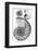 Engraving of a Nautilus And An Ammonite-Middle Temple Library-Framed Photographic Print