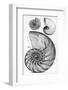 Engraving of a Nautilus And An Ammonite-Middle Temple Library-Framed Photographic Print